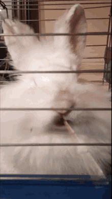 Jeko Rabbit GIF - Jeko Rabbit Okay And GIFs