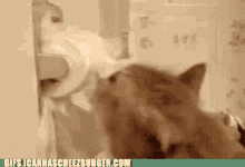 Funny Cat Guilty Cat GIF