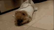 a small dog is wrapped in a white towel on the floor .
