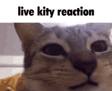 Live Kity Reaction Cat GIF - Live Kity Reaction Cat Pussy GIFs