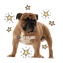 the bulldog