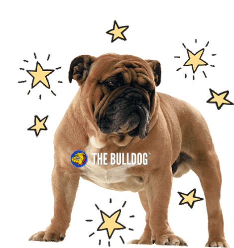 The Bulldog Bulldog Sticker - The Bulldog Bulldog The Bulldog Amsterdam Stickers