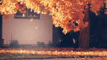 Leaves Falling GIF - Leaves Falling Autumn GIFs