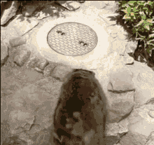 Raccoon Explosion GIF