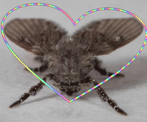 Moth GIF - Moth GIFs