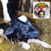 a picture of a cow next to a picture of a man with the word tomo 's on it