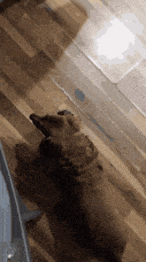 a small brown dog is standing on its hind legs on a wood floor
