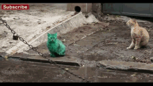 Cat Green GIF - Cat Green Cute GIFs