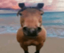 Horse At GIF - Horse At Denizde GIFs