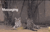 a tiger and a leopard are laying next to each other and the word massaging is above them