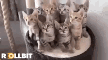 Cats Meme GIF - Cats Meme Rollbit GIFs