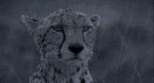 Cheetah Rain GIF - Cheetah Rain Depressed GIFs