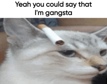 Gangsta Cat GIF - Gangsta Cat Cigarette GIFs
