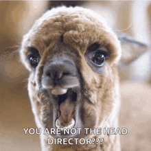 a llama with its mouth open and the words " you are not the head director " on the bottom