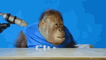 a monkey wearing a blue shirt is being interviewed by a microphone .