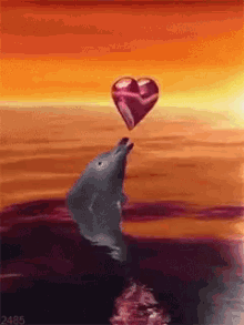 Love Dolphin Love GIF