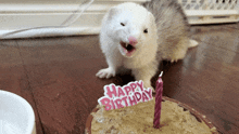 a ferret standing next to a birthday cake with a pink candle and a happy birthday sign