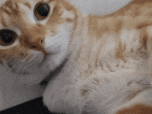 a close up of a cat 's face with a collar around its neck