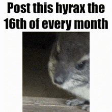a picture of a chinchilla with the words post this hyrax the 16th of every month above it
