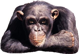 Meymun обезьян Sticker - Meymun обезьян обезьянка Stickers