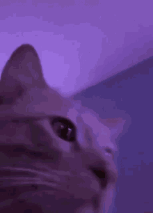Cat Jamming GIF - Cat Jamming Headbang GIFs