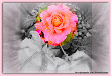 Rose Wetter Blumen Blüten GIF - Rose Wetter Blumen Blüten GIFs