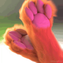 Toe Beans Beans GIF - Toe Beans Beans Furry GIFs