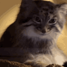 Manul Pallas Cat GIF - Manul Pallas Cat Kemo GIFs