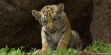 Tiger King Cute Tiggy GIF - Tiger King Cute Tiggy Cub Roaring GIFs