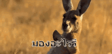 จิงโจ้ มอง จ้อง GIF - Kangaroo Stare Staring GIFs