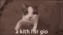 Cat Kith GIF - Cat Kith Gio GIFs