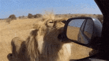 Lion "Fixing" Car GIF - Lion Side Mirror Fix GIFs