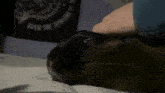 a close up of a person petting a black cat laying on a bed .