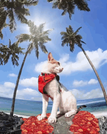 Tropical Cat GIF - Tropical Cat GIFs