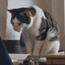 GIF