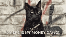 tell me more salem cat waiting is there money dawg