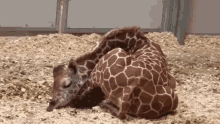 Kishis Stream Giraffe Sleeping GIF - Kishis Stream Giraffe Sleeping Giraffe Resting GIFs
