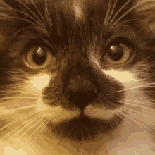 Mustache Cat GIF - Mustache Cat Stachecat GIFs