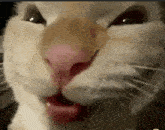 a close up of a cat 's face with its mouth open and its tongue sticking out .