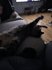Lazy Cavey Cat GIF - Lazy Cavey Cat GIFs