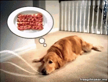 Its Bacon Begging GIF - Its Bacon Begging Strips GIFs
