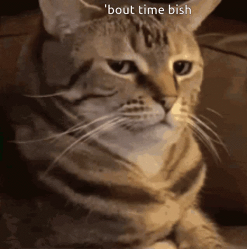 Angy Cat Very Angry GIF - Angy cat Very angry Angry - Discover & Share GIFs