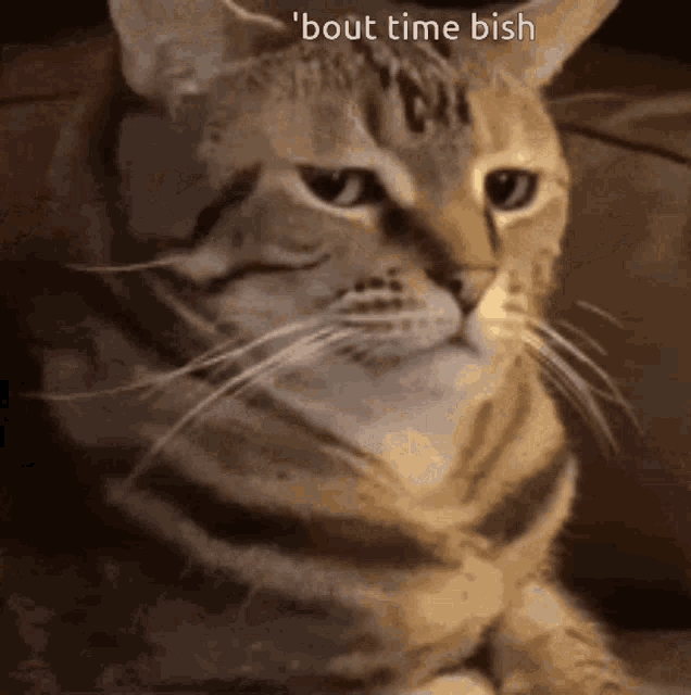 Angry Cat Meme Cat GIF - Angry Cat Meme Cat - Discover & Share GIFs