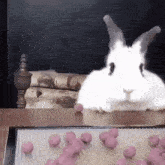 заяц кролик GIF - заяц кролик стол GIFs