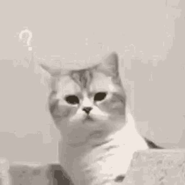 Cat Confused GIF - Cat Confused Question GIFs