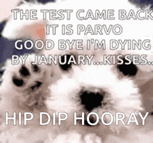 Parvo Dog Hip Dip Hooray GIF