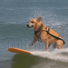 Ai Dog GIF - Ai Dog Surfing GIFs