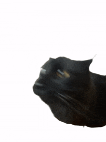 cat black cat fast