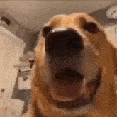 Insane Dog GIF - Insane Dog Doggo GIFs