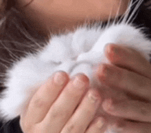 a close up of a person holding a white cat in their hands .